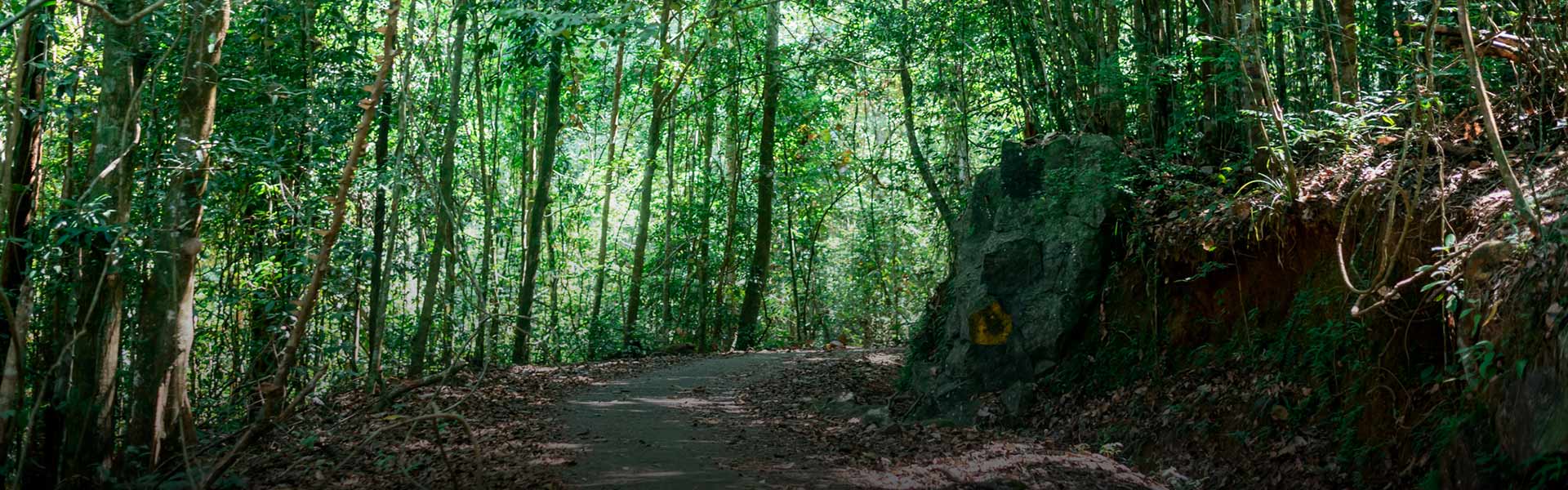 Hosted Rainforest Trek with Lunch